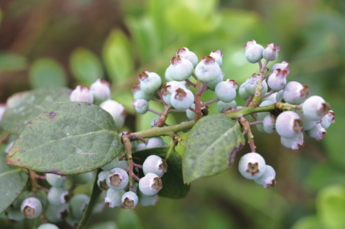 旰陌陇亩种出新风尚&nbsp;瓜果飘香采摘好体验(图3)