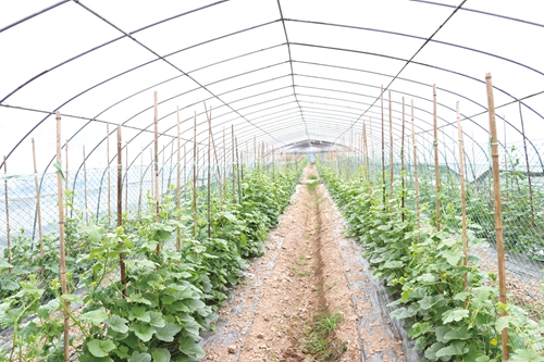 旰陌陇亩种出新风尚&nbsp;瓜果飘香采摘好体验(图5)