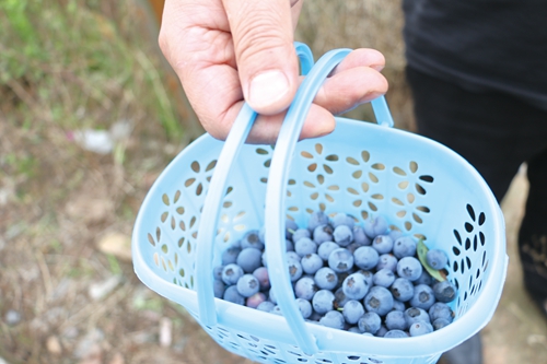 旰陌陇亩种出新风尚&nbsp;瓜果飘香采摘好体验(图4)
