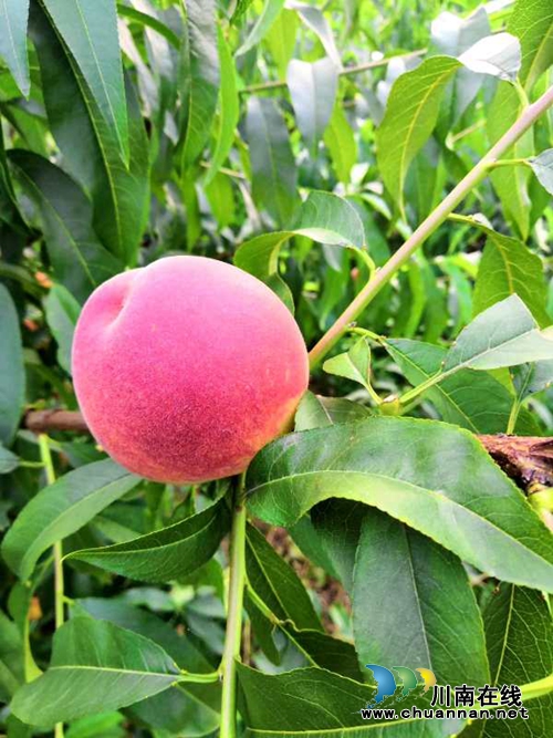 去龙马潭双加十里渔湾，嗨翻端午节！(图5)