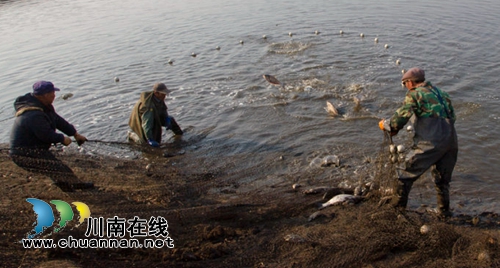 龙马潭双加镇：“十里渔湾”“鱼”味无穷！(图2)