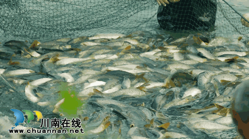 龙马潭双加镇：“十里渔湾”“鱼”味无穷！(图4)