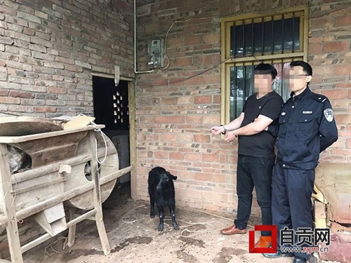 为招待外地朋友&nbsp;自贡男子驱车下乡偷羊(图1)