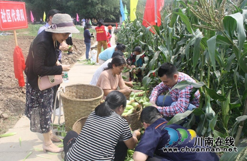 龙马潭区罗汉街道：开展“党工共建、共享丰收”玉米采摘活动(图1)