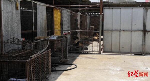 爱狗人士为解救300只狗围堵冕宁一收狗点(图2) 爱狗人士为解救300只狗围堵冕宁一收狗点(图2)
