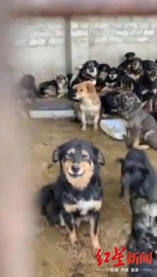 爱狗人士为解救300只狗围堵冕宁一收狗点(图5) 爱狗人士为解救300只狗围堵冕宁一收狗点(图5)