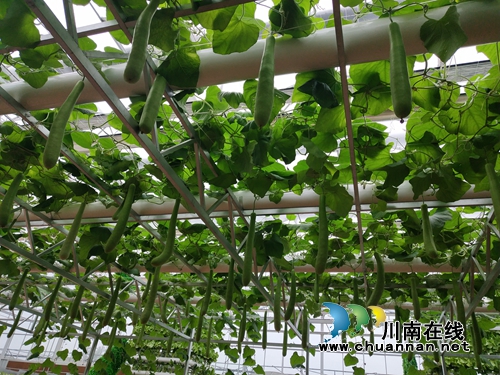 泸县得胜小学组织党员教师开展支部活动(图2)