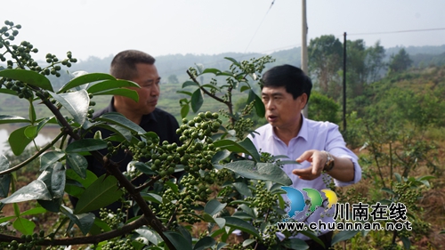 泸县立石:“天之椒”托起贫困村发展新希望(图1) 泸县立石:“天之椒”托起贫困村发展新希望(图1)