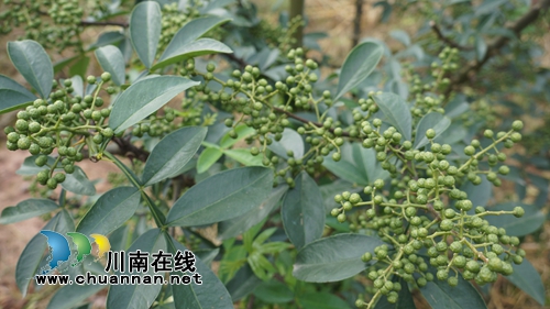 泸县立石:“天之椒”托起贫困村发展新希望(图2) 泸县立石:“天之椒”托起贫困村发展新希望(图2)