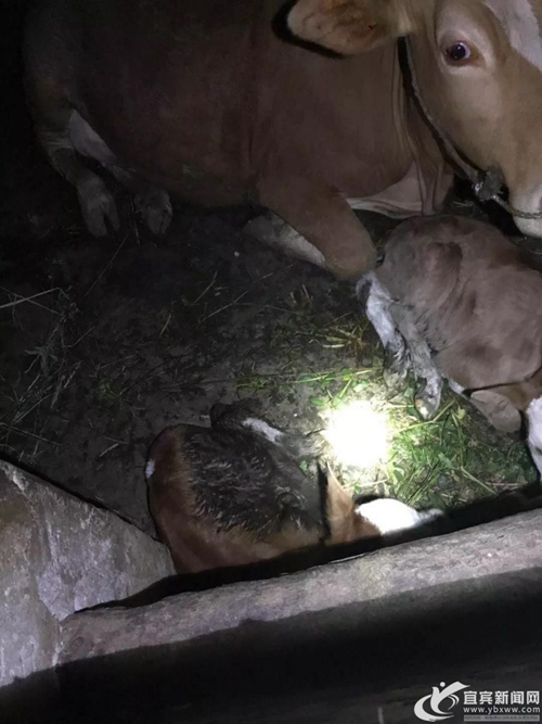 宜宾母牛产下“龙凤胎”&nbsp;十万分之一的概率！(图1)