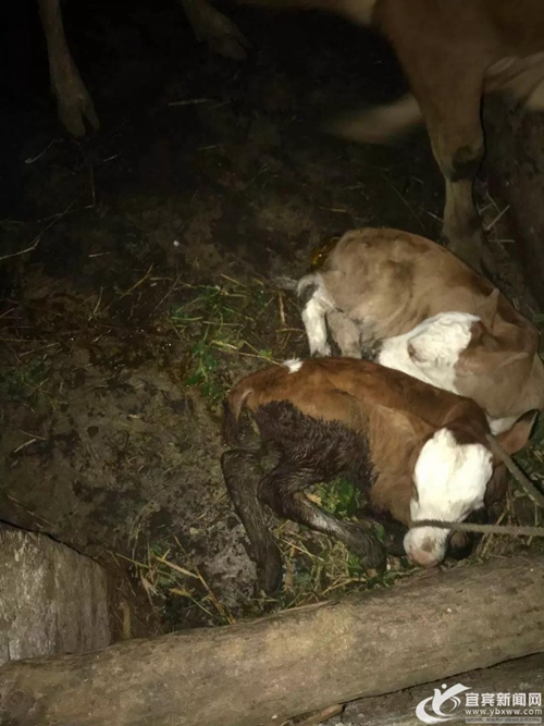 宜宾母牛产下“龙凤胎”&nbsp;十万分之一的概率！(图2)