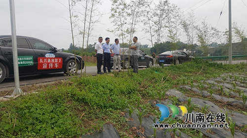 谢明春带队调研宜宾长兴镇白酒生态园酿酒专用粮红粱种植基地建设(图1)