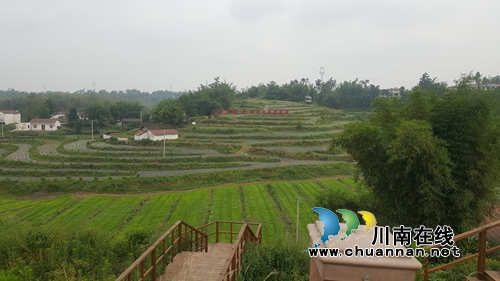 谢明春带队调研宜宾长兴镇白酒生态园酿酒专用粮红粱种植基地建设(图3)