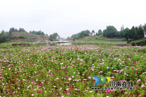 青山绿水&nbsp;泸州龙马潭书写绿色发展新答卷(图4)