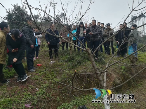 纳溪区棉花坡镇人大代表：乡村振兴发展的“领头羊”(图1)