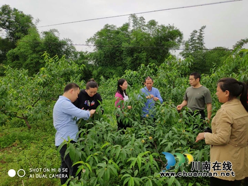 纳溪区棉花坡镇人大代表：乡村振兴发展的“领头羊”(图2)