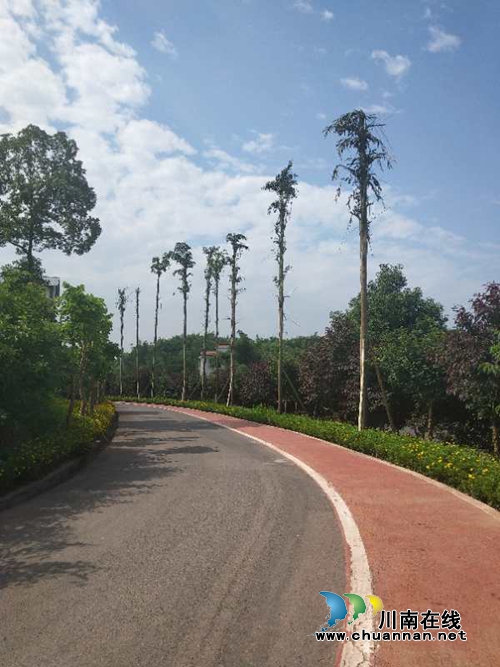 龙马潭乡村文化旅游节：万事俱备&nbsp;明日开幕(图6)