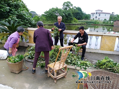 龙马潭鱼塘街道：党员志愿者发放、栽种紫薯藤&nbsp;助力建档立卡户(图1)
