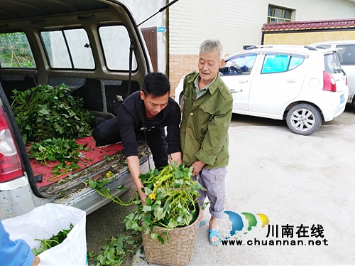 龙马潭鱼塘街道：党员志愿者发放、栽种紫薯藤&nbsp;助力建档立卡户(图2)