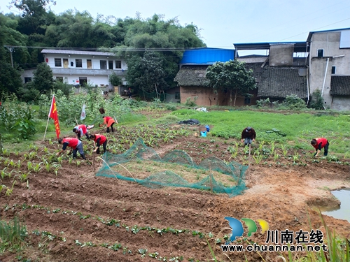 龙马潭鱼塘街道：党员志愿者发放、栽种紫薯藤&nbsp;助力建档立卡户(图3)