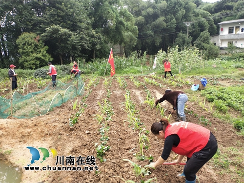 龙马潭鱼塘街道：党员志愿者发放、栽种紫薯藤&nbsp;助力建档立卡户(图4)