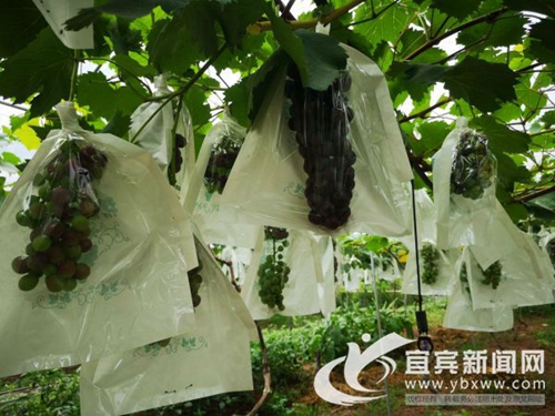 本地水果上市&nbsp;宜宾市民有望实现“水果自由”(图2)