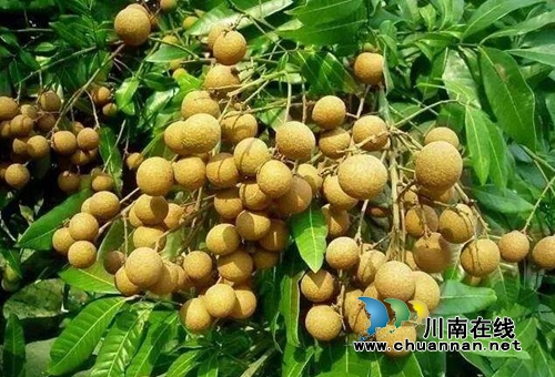 红旗超市将设泸州“酒城优品”农特产品专柜(图1)