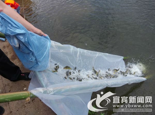 世界环境日 宜宾临港2.5万尾鱼苗放流黄沙河(图1) 世界环境日 宜宾临港2.5万尾鱼苗放流黄沙河(图1)