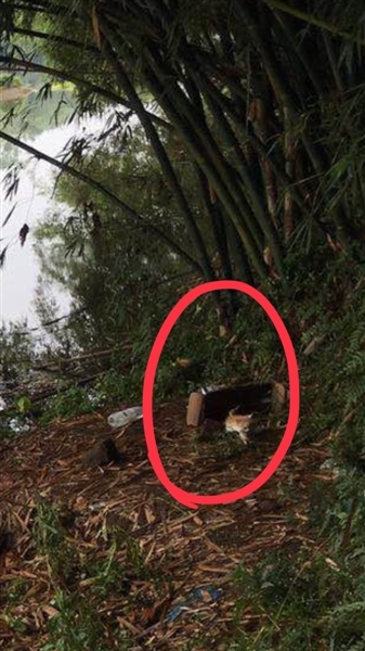 宜宾四名小学女生踩水溺亡&nbsp;救援者泪奔(图3)