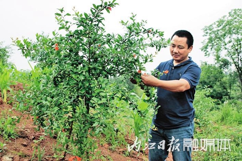 摘了果子捡鸡蛋转战乡村&nbsp;内江创业者年入50万(图1)