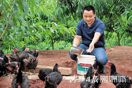 摘了果子捡鸡蛋转战乡村&nbsp;内江创业者年入50万(图2)