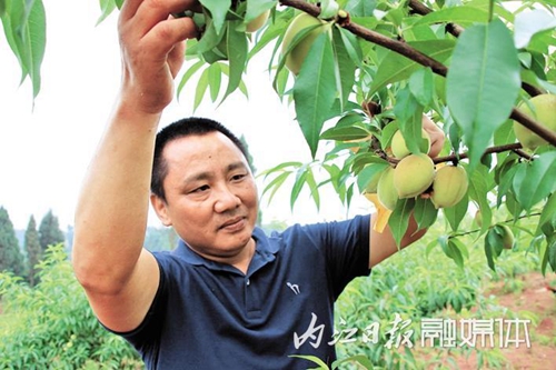 摘了果子捡鸡蛋转战乡村&nbsp;内江创业者年入50万(图3)