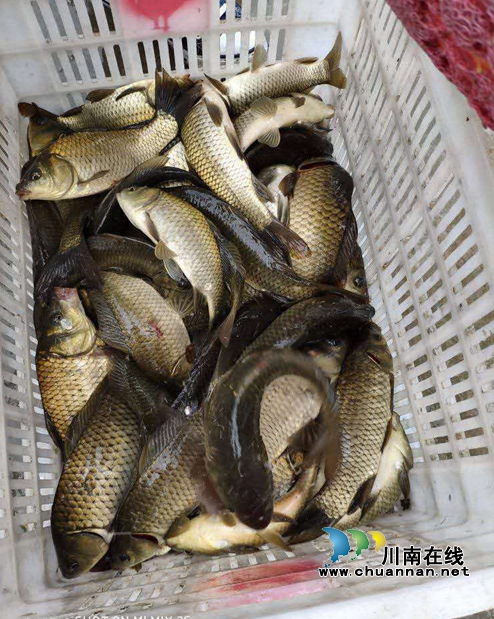 龙马潭区乡村文化旅游节完美收官(图10)