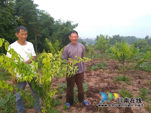 泸县太伏镇王映权：多产发展，走上脱贫致富路(图1)