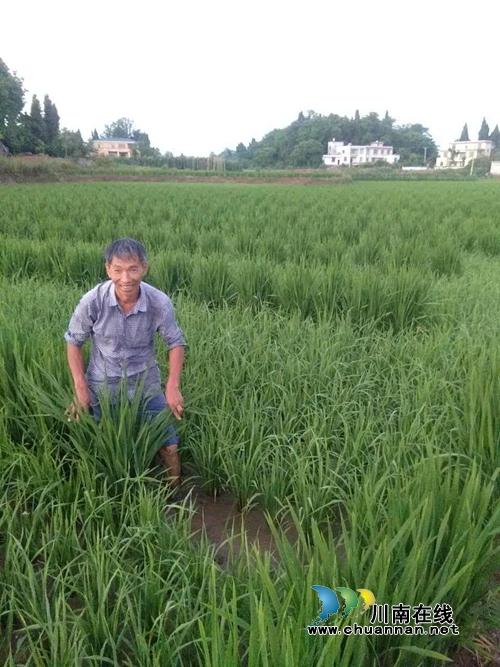 泸县太伏镇王映权：多产发展，走上脱贫致富路(图2)