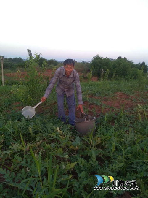 泸县太伏镇王映权：多产发展，走上脱贫致富路(图3)