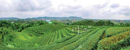 纳溪区：下好“七子”棋，做活“竹”文章(图1)