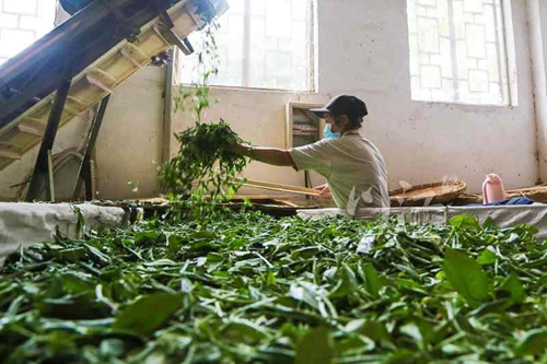 纳溪区：下好“七子”棋，做活“竹”文章(图2)