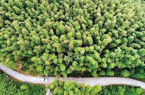 纳溪区：下好“七子”棋，做活“竹”文章(图3)