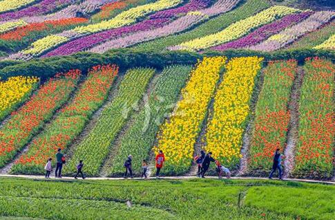 纳溪区：下好“七子”棋，做活“竹”文章(图4)