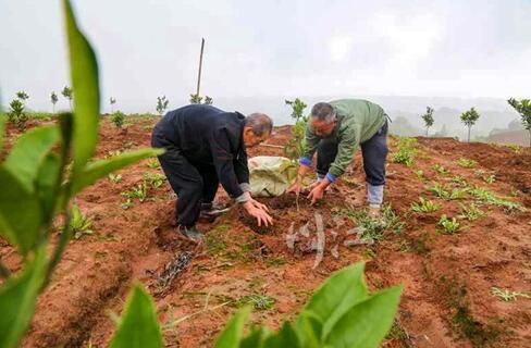 纳溪区：下好“七子”棋，做活“竹”文章(图5)