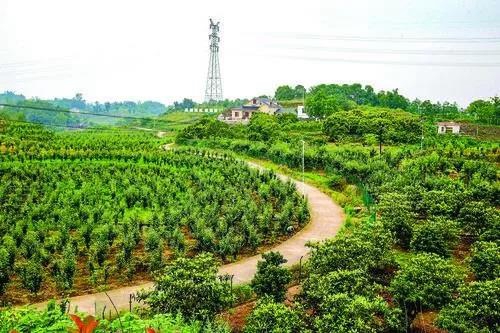 农业+旅游，龙马潭区多产业融合促脱贫(图4)