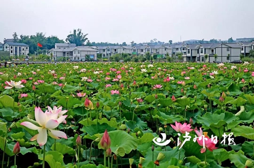 农业+旅游，龙马潭区多产业融合促脱贫(图5)