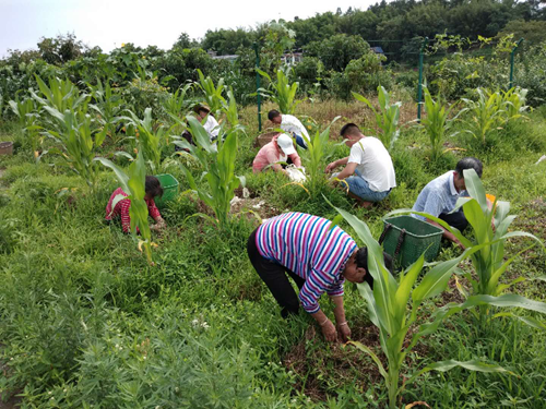 宜宾：桂圆树下藏“金矿”&nbsp;套种结出“致富果”(图1)