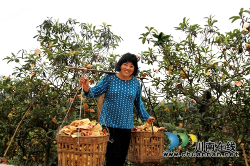 龙马潭：农旅融合发展&nbsp;走出乡村振兴新路径(图2)