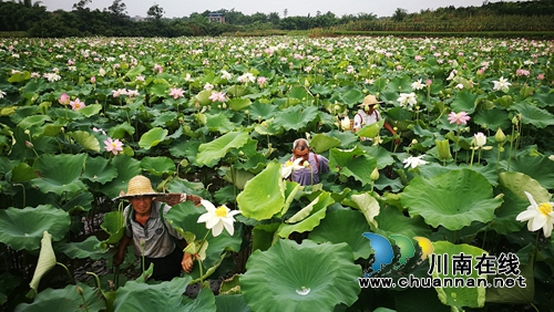 龙马潭：农旅融合发展&nbsp;走出乡村振兴新路径(图3)