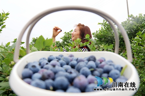 龙马潭：农旅融合发展&nbsp;走出乡村振兴新路径(图7)