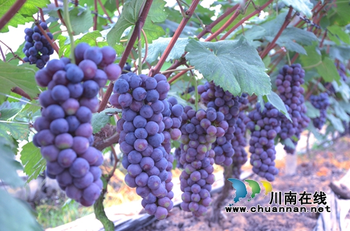 龙马潭：农旅融合发展&nbsp;走出乡村振兴新路径(图4)