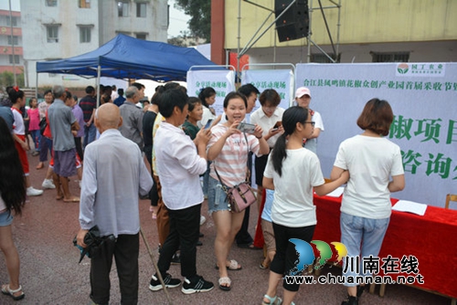 合江县凤鸣镇花椒众创产业园迎来首届采收节(图2)