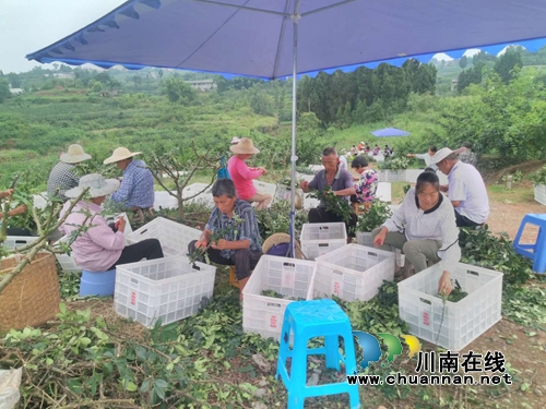 泸县太伏镇：返乡种下“摇钱树”&nbsp;创业争当“领头羊”(图1)